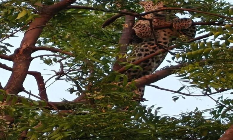 पैंथर ने दो किसानों पर हमला कर किया लहूलुहान