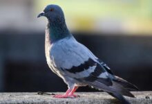 Health Alert: अगर घर के आसपास हैं कबूतर तो हो जाएं सावधान, जा सकती है आपकी जान, डॉक्टरों ने दी चेतावनी