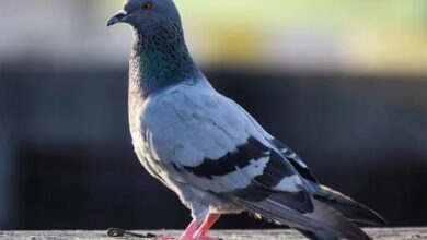 Health Alert: अगर घर के आसपास हैं कबूतर तो हो जाएं सावधान, जा सकती है आपकी जान, डॉक्टरों ने दी चेतावनी