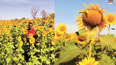 Chittorgarh: खेतों में खिली पीली सुनहरी चमक; सरसों-गेहूं से आगे निकली सूरजमुखी, किसानों की बदल रही किस्मत