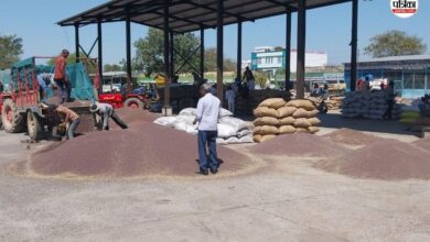 MSP Mustard Price: सरकारी खरीद केंद्रों पर सरसों का समर्थन मूल्य 6200 रुपए, फिर भी मंडी में बंपर आवक, जानें क्यों