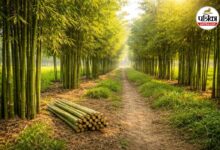 राजस्थान: जंगल नहीं, अब खेतों में होगी बांस की खेती; 12 जिलों में संचालित होगी योजना