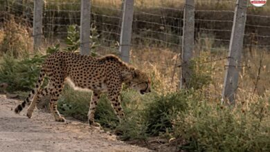 Cheetah KP-2: चम्बल नदी पार कर रणथम्भौर पहुंचा अफ्रीकन चीता केपी-2, गांवों की सड़कों पर घूमता दिखा