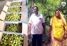 Rajasthan Farmers : आंवला-नींबू की बागवानी से महिला किसान की बदली किस्मत, हर साल हो रही लाखों रुपए की कमाई