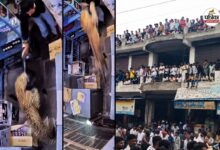 CCTV : राजस्थान में घनी आबादी क्षेत्र में घुसा खूंखार पैंथर- कई लोगों पर अटैक, ‘बहादुर’ सेल्समैन ने दुकान का शटर बंद कर किया कैद