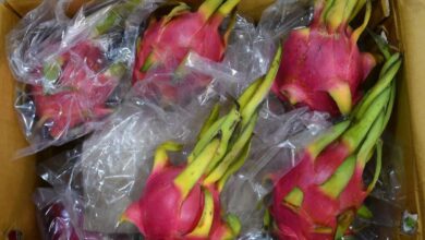 विदेशी फलों पर गिरी ईरानी युद्ध की गाज, महंगे हुए फल