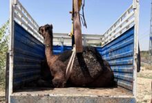 ऊंटनी की मौत के बाद 3 दिन पास बैठकर तड़पता रहा बच्चा, दृश्य देख रो-पड़े लोग