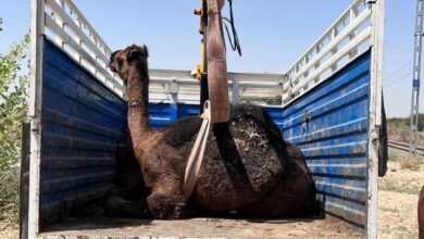 ऊंटनी की मौत के बाद 3 दिन पास बैठकर तड़पता रहा बच्चा, दृश्य देख रो-पड़े लोग