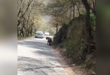 त्रिनेत्र गणेश मार्ग पर टाइगर मलंग का जलवा, वाहनों की थमी रफ्तार, 10 मिनट तक निहारते रहे पर्यटक