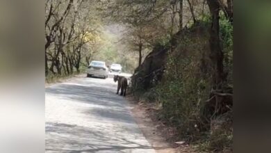 त्रिनेत्र गणेश मार्ग पर टाइगर मलंग का जलवा, वाहनों की थमी रफ्तार, 10 मिनट तक निहारते रहे पर्यटक