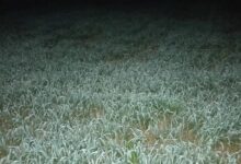 अच्छी बारिश से गेहूं का रकबा बढ़ा, सरसों-चना पिछड़े