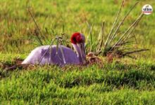 Good News : केवलादेव घना में खुशखबरी, भारतीय सारस क्रेन के घर आया नया मेहमान, वन्यजीव प्रेमी खुशी से झूमे