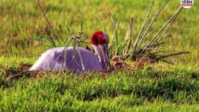 Good News : केवलादेव घना में खुशखबरी, भारतीय सारस क्रेन के घर आया नया मेहमान, वन्यजीव प्रेमी खुशी से झूमे