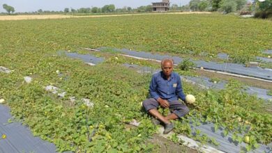 मीठे खरबूजे और पीले तरबूज से बदली झालावाड़ के किसान की तकदीर, लाखों में हो रही कमाई, सरकार भी दे रही सब्सिडी