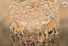 Ranthambore: पहली बार मां बनी बाघिन दुर्गा ने शावकों को सिखाए शिकार के गुर, नजारा देखकर पर्यटक हुए रोमांचित