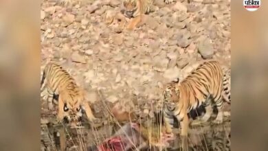 Ranthambore: पहली बार मां बनी बाघिन दुर्गा ने शावकों को सिखाए शिकार के गुर, नजारा देखकर पर्यटक हुए रोमांचित