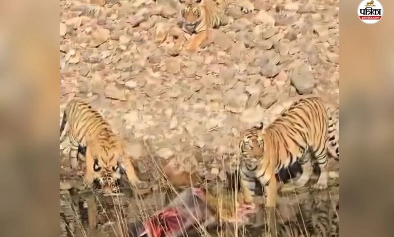 Ranthambore: पहली बार मां बनी बाघिन दुर्गा ने शावकों को सिखाए शिकार के गुर, नजारा देखकर पर्यटक हुए रोमांचित