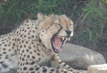 ‘यही है असली ठिकाना…’, चीतों को रास आ रहा हाड़ौती, MP से बार-बार आ रहे राजस्थान, जानें क्या बोले विशेषज्ञ