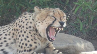 ‘यही है असली ठिकाना…’, चीतों को रास आ रहा हाड़ौती, MP से बार-बार आ रहे राजस्थान, जानें क्या बोले विशेषज्ञ