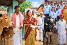 Mangla Pashu Bima Yojana : राजस्थान में 19.37 लाख पशुओं का फ्री बीमा, मृत्यु पर मिलेंगे ₹40 हजार, पशुपालकों की बल्ले-बल्ले