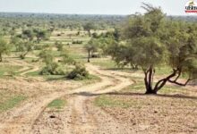 नहीं कटेगा एक भी पेड़…हाईकोर्ट का सख्त आदेश, ओरण भूमि के दावे की जांच करेगी एक्सपर्ट कमेटी