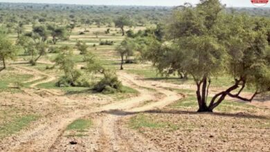 नहीं कटेगा एक भी पेड़…हाईकोर्ट का सख्त आदेश, ओरण भूमि के दावे की जांच करेगी एक्सपर्ट कमेटी