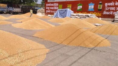 Mandi: सीजन में पहली बार सर्वाधिक दामों पर हुई गेहूं की खरीद, 14,500 रुपए प्रति क्विंटल बिका धनिया, जानें हाड़ौती के मंडी भाव