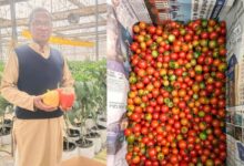 Rajasthan : IAS बेटे ने सोशल मीडिया पर दिखाई रील, तो रिटायर्ड पिता ने खेतों में उगा दी शिमला मिर्च, मिल चुके कई पुरस्कार