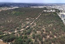 चुभती हरियाली : 192 हैक्टेयर में फैले देवीपुरा बीड़ में 76 हजार पेड़-पौधों में से 65 हजार विलायती बबूल