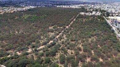 चुभती हरियाली : 192 हैक्टेयर में फैले देवीपुरा बीड़ में 76 हजार पेड़-पौधों में से 65 हजार विलायती बबूल