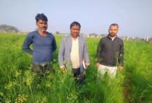 खेती का बदल रहा ‘जायका’, मसाला उपज का ‘स्वाद’ ले रहे किसान