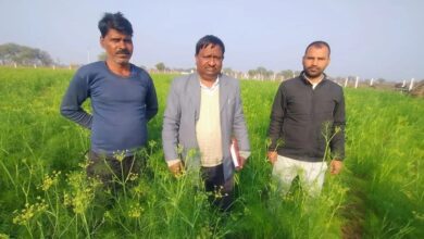 खेती का बदल रहा ‘जायका’, मसाला उपज का ‘स्वाद’ ले रहे किसान