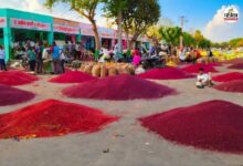 Mustard Prices Hike : सरसों के भावों में आया अचानक उछाल, 6700 रुपए प्रति क्विंटल पहुंचा रेट, किसान खुश