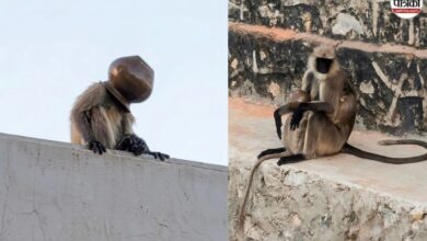 बंदर के बच्चे का सिर तांबे के लोटे में फंसा, तलाश में जुटी नगर पालिका और वन विभाग की टीम