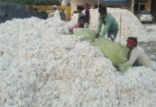 अब कपास की एमएसपी पर खरीद की जगह किसान को होगी मूल्य घाटे की भरपाई