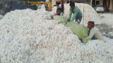 अब कपास की एमएसपी पर खरीद की जगह किसान को होगी मूल्य घाटे की भरपाई