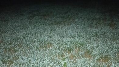 अच्छी बारिश से गेहूं का रकबा बढ़ा, सरसों-चना पिछड़े