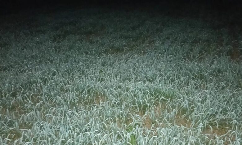 अच्छी बारिश से गेहूं का रकबा बढ़ा, सरसों-चना पिछड़े