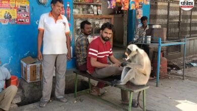 रोज टपरी पर नाश्ता करता है ये बंदर, बेखौफ अंदाज ने बना दिया लोगों का चहेता