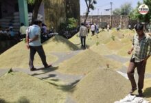 Mandi News: सौंफ की खुशबू से महकी लालसोट की मंडी, हर दिन 3 हजार बोरी की आवक; जानें क्या है भाव