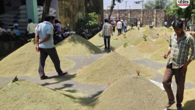 Mandi News: सौंफ की खुशबू से महकी लालसोट की मंडी, हर दिन 3 हजार बोरी की आवक; जानें क्या है भाव