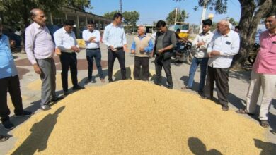 बस्सी मंडी: जौ की बंपर पैदावार से बाजार में रौनक, पहले दिन लगी दमदार बोली, जानें भाव