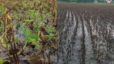 Pratapgarh: सोयाबीन और मूंगफली की फसल बर्बाद, 14,000 किसान मुआवजे को तरसे