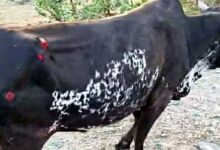 कार की चपेट में आने से गोवंश को 50 फीट तक फोरलेन पर घसीटा, अंडरपास के अभाव में आए दिन हो रहे हैं हादसे