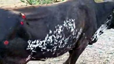 कार की चपेट में आने से गोवंश को 50 फीट तक फोरलेन पर घसीटा, अंडरपास के अभाव में आए दिन हो रहे हैं हादसे