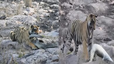 Ranthambore: पानी के खतरनाक शिकारी मगरमच्छ को बाघिन ने उतारा मौत के घाट, रणथंभौर में दिखा रोमांचक नजारा