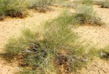 मरुस्थल में फोग झाड़ी लुप्तप्राय, संरक्षण के बिना गहरा रहा संकट