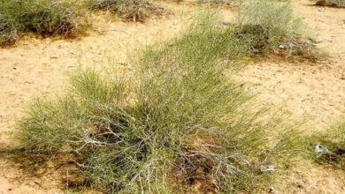 मरुस्थल में फोग झाड़ी लुप्तप्राय, संरक्षण के बिना गहरा रहा संकट