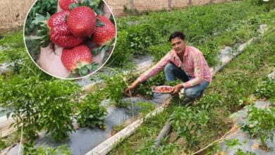 Strawberry Farming Alwar: स्ट्रॉबेरी की खेती बनी अतिरिक्त कमाई का जरिया, एमए के बाद युवक ने शुरू किया नवाचार, हो रहा बढ़िया मुनाफा