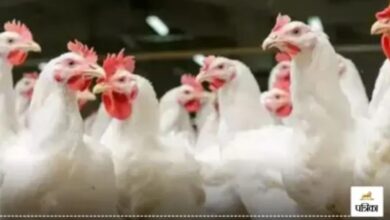 Rajasthan: मुर्गी के दाने के बीच छिपा था 81 करोड़ का ‘काला खजाना’, ट्रक खोलते ही DRI के उड़ गए होश